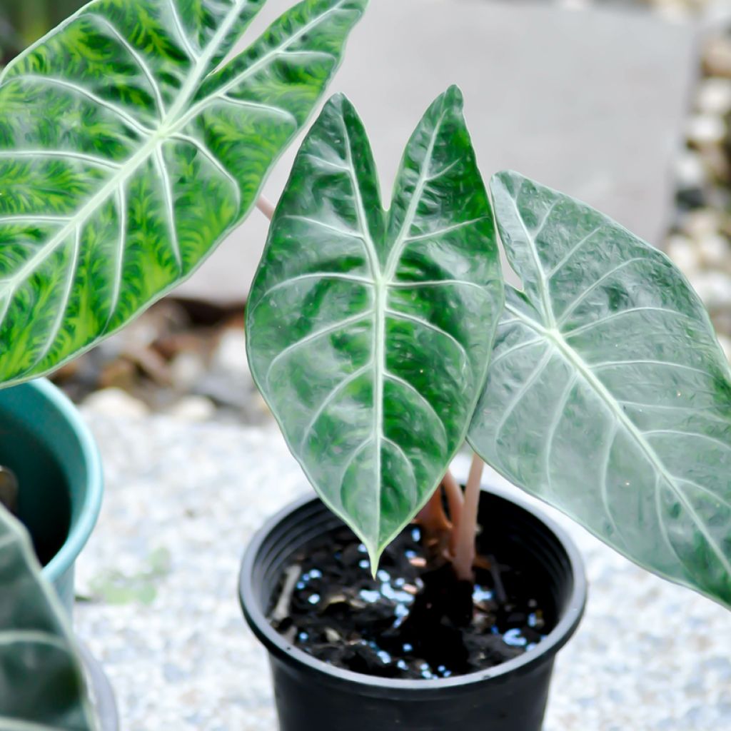 Alocasia Pink Dragon - Oreja de elefante