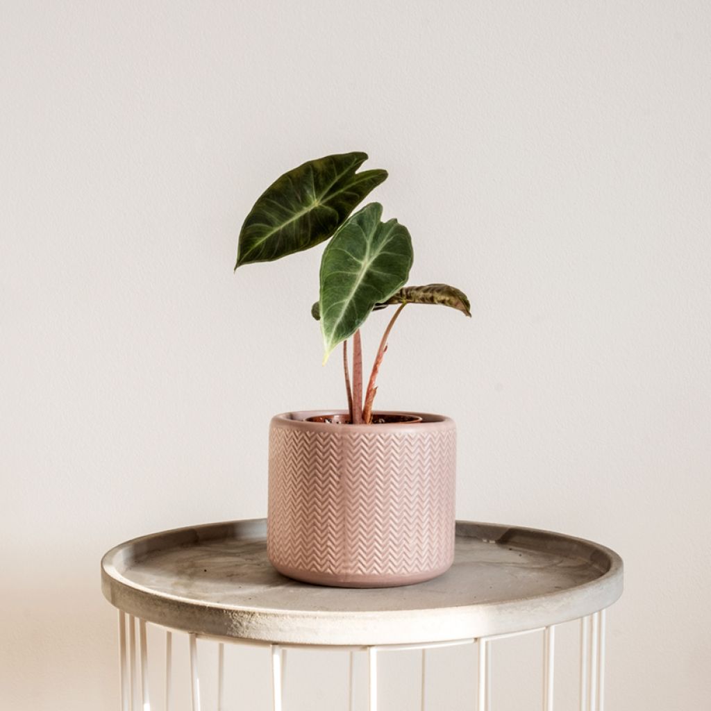 Alocasia Pink Dragon - Oreja de elefante
