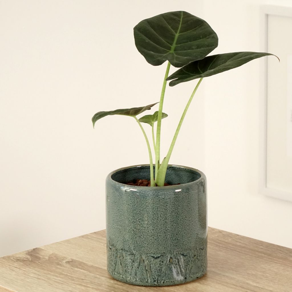 Alocasia Regal Shields - Elephant ear