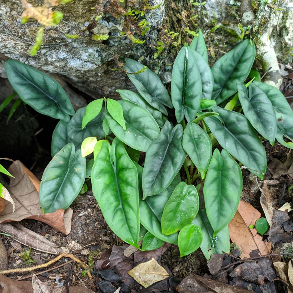 Alocasia reversa - Elephant ear