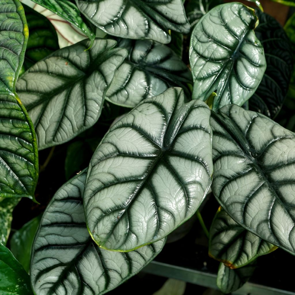 Alocasia Silver Dragon - Elephant ear