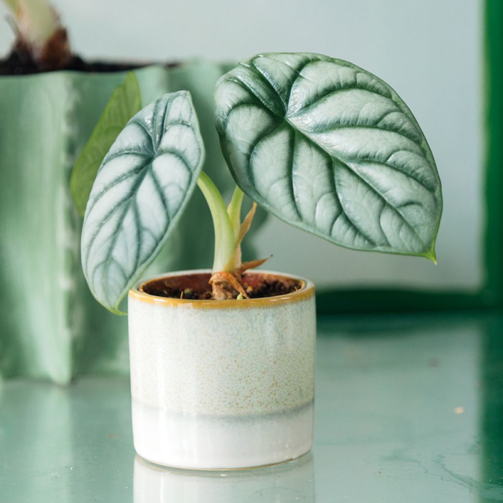 Alocasia Silver Dragon - Elephant ear