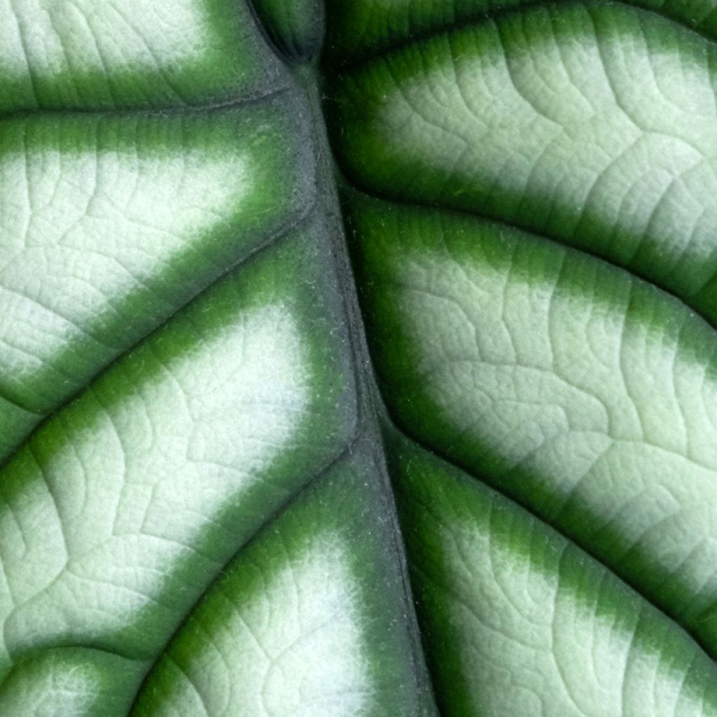 Alocasia Silver Dragon - Elephant ear