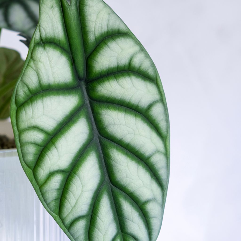 Alocasia Silver Dragon - Elephant ear