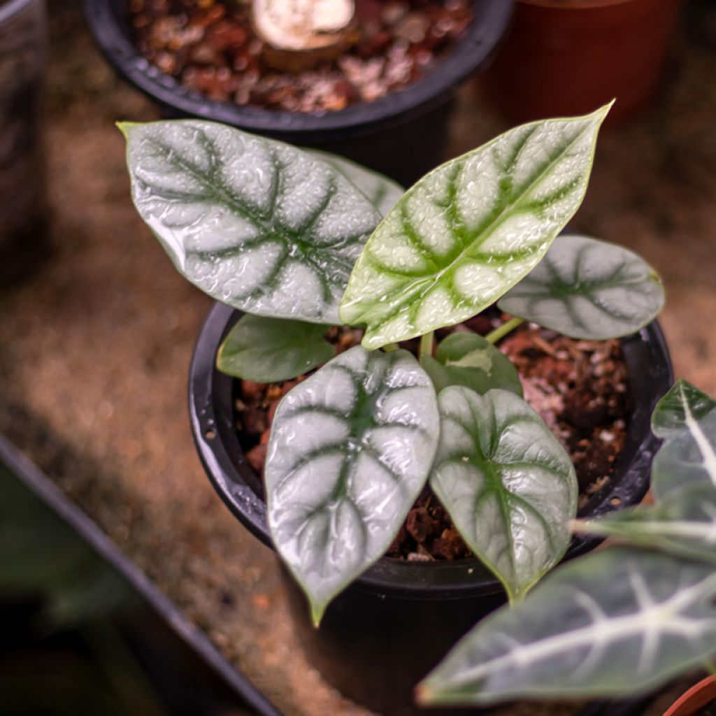 Alocasia Silver Dragon - Elephant ear