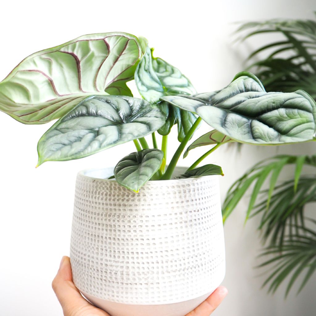 Alocasia Silver Dragon - Elephant ear