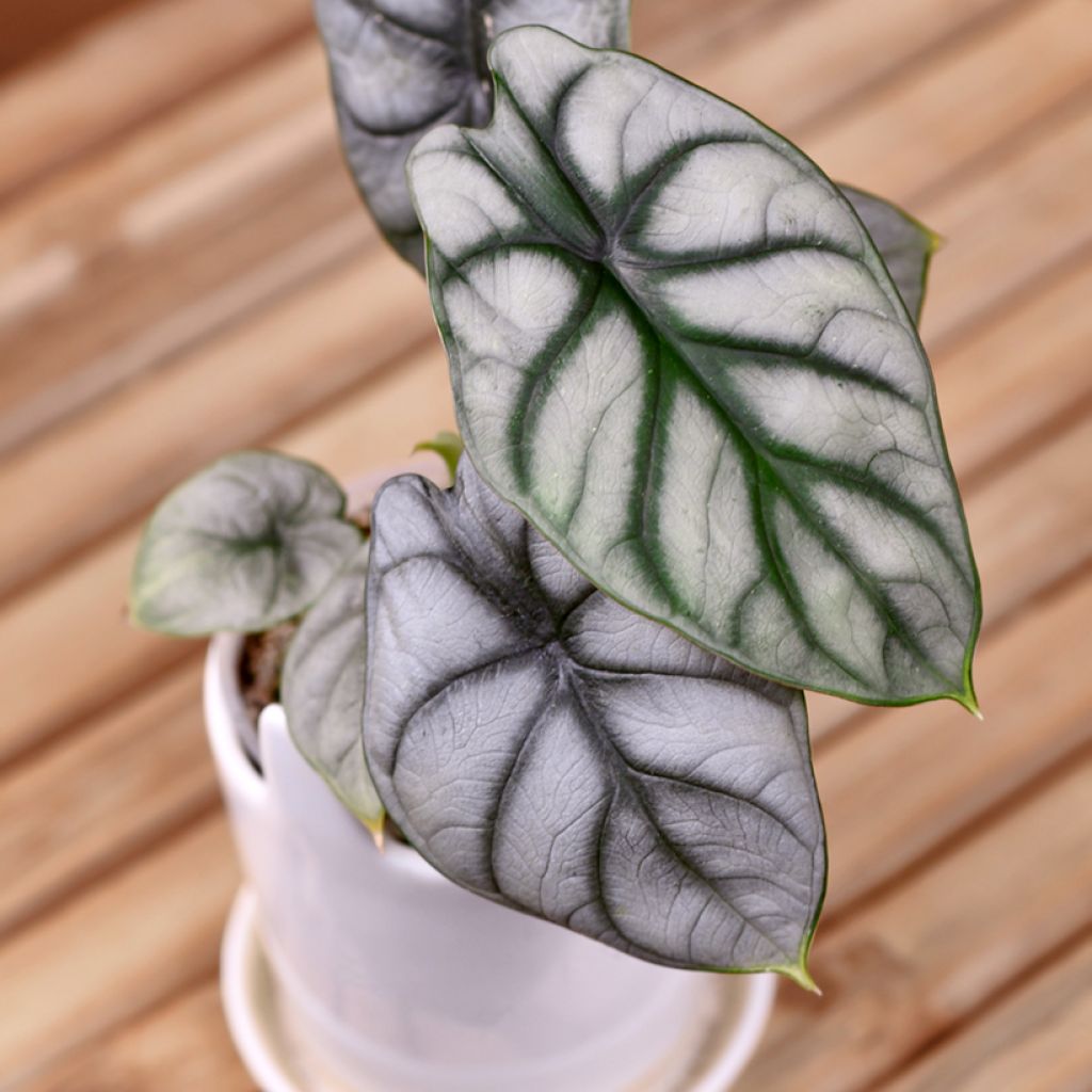 Alocasia Silver Dragon - Elephant ear