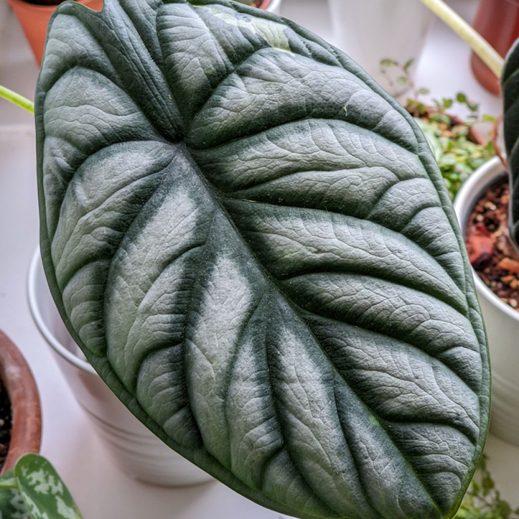 Alocasia Silver Dragon - Elephant ear