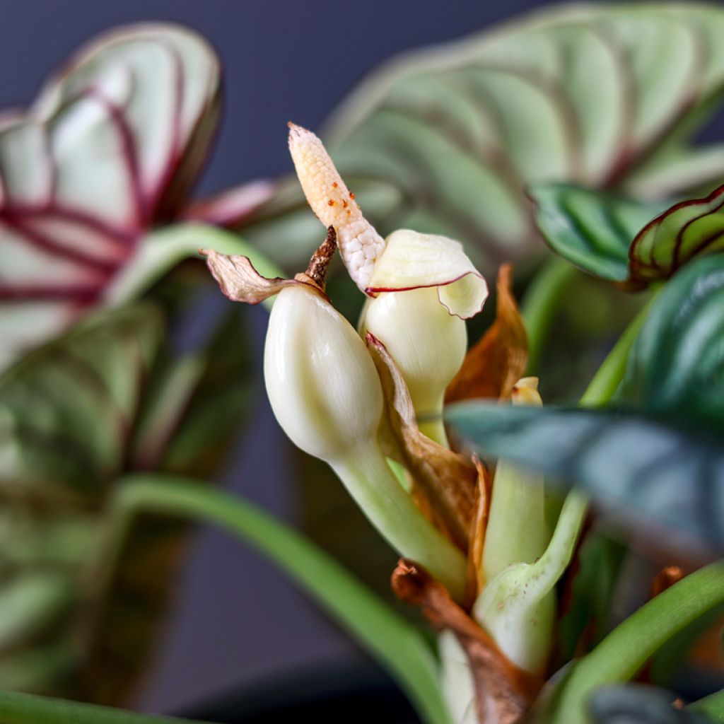 Alocasia Silver Dragon - Elephant ear
