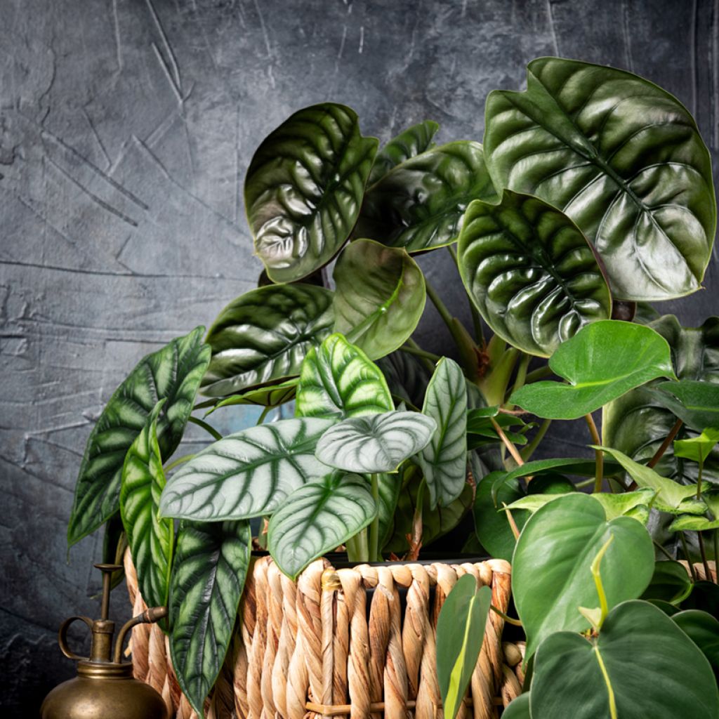Alocasia Silver Dragon - Elephant ear