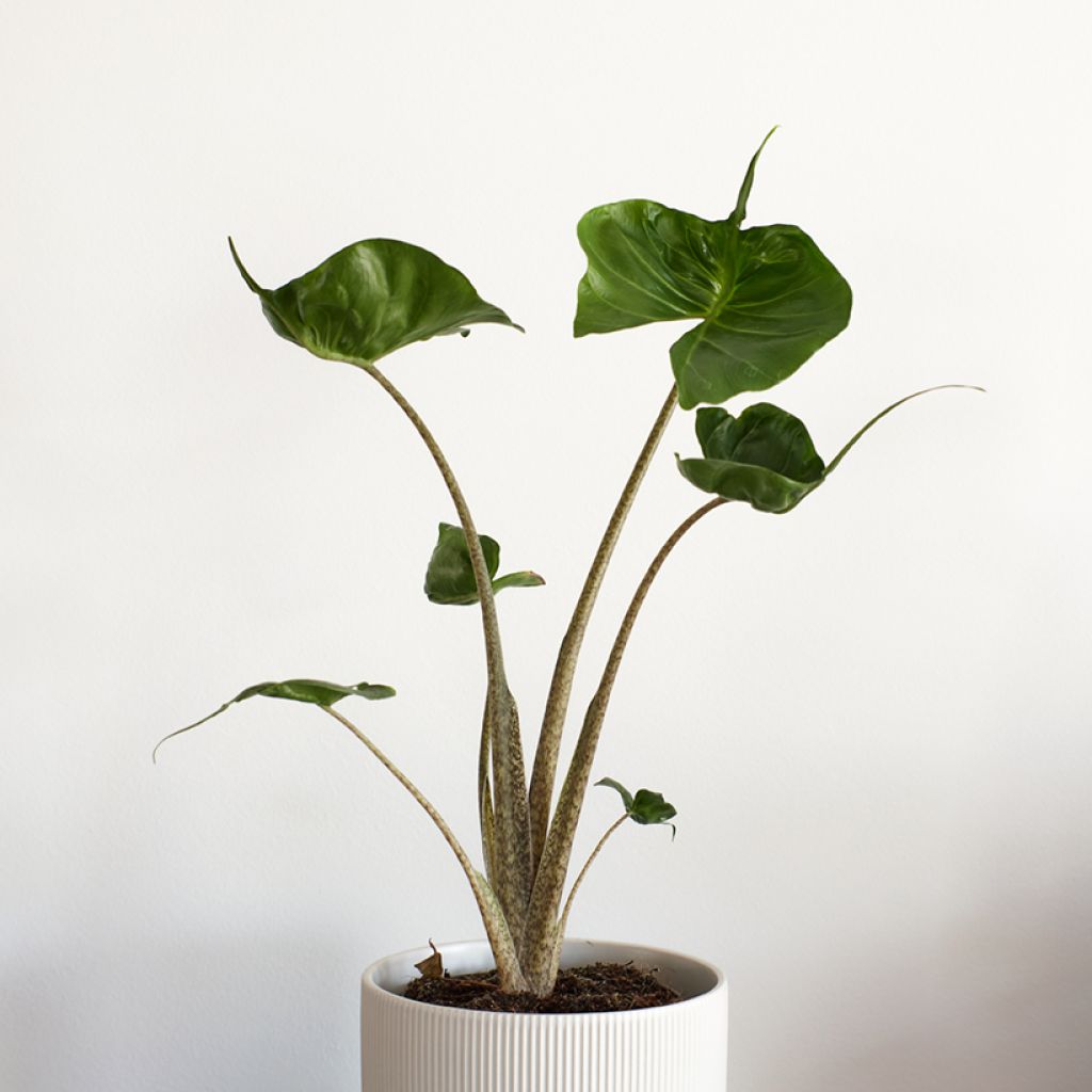 Alocasia Stingray - Oreja de elefante