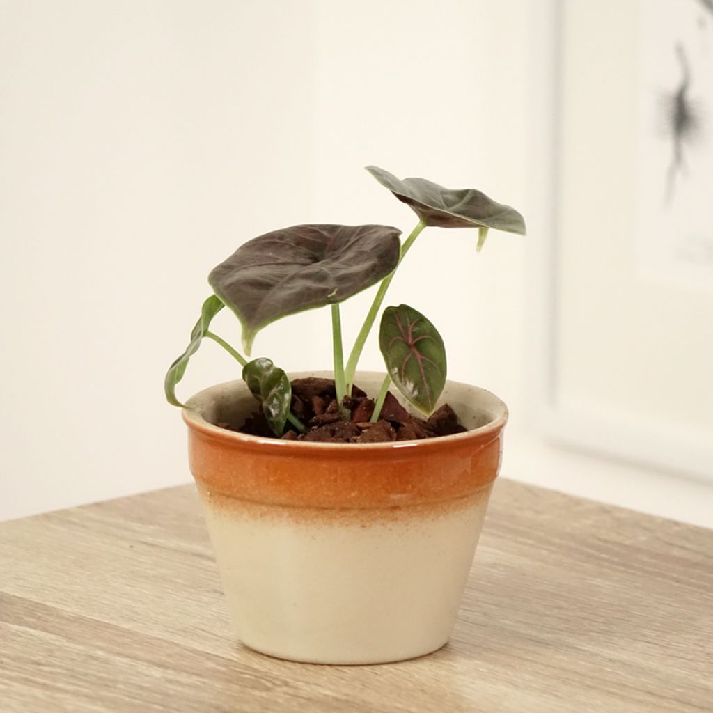 Alocasia azlanii - Oreja de elefante