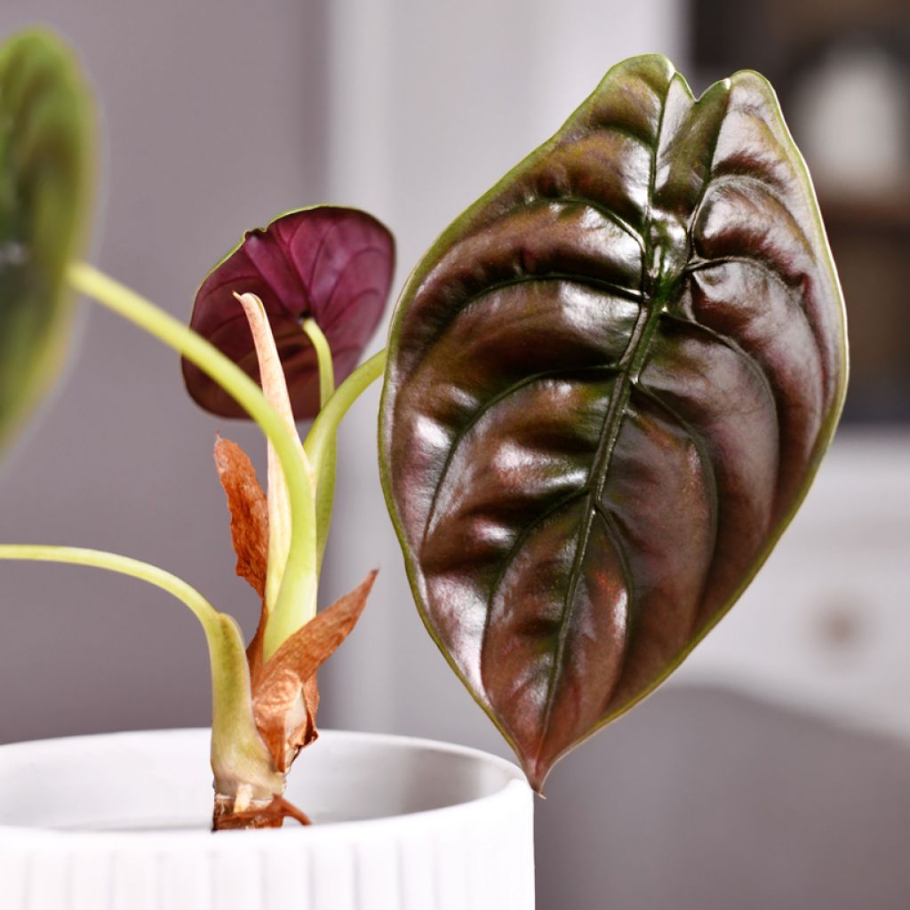 Alocasia azlanii - Oreja de elefante