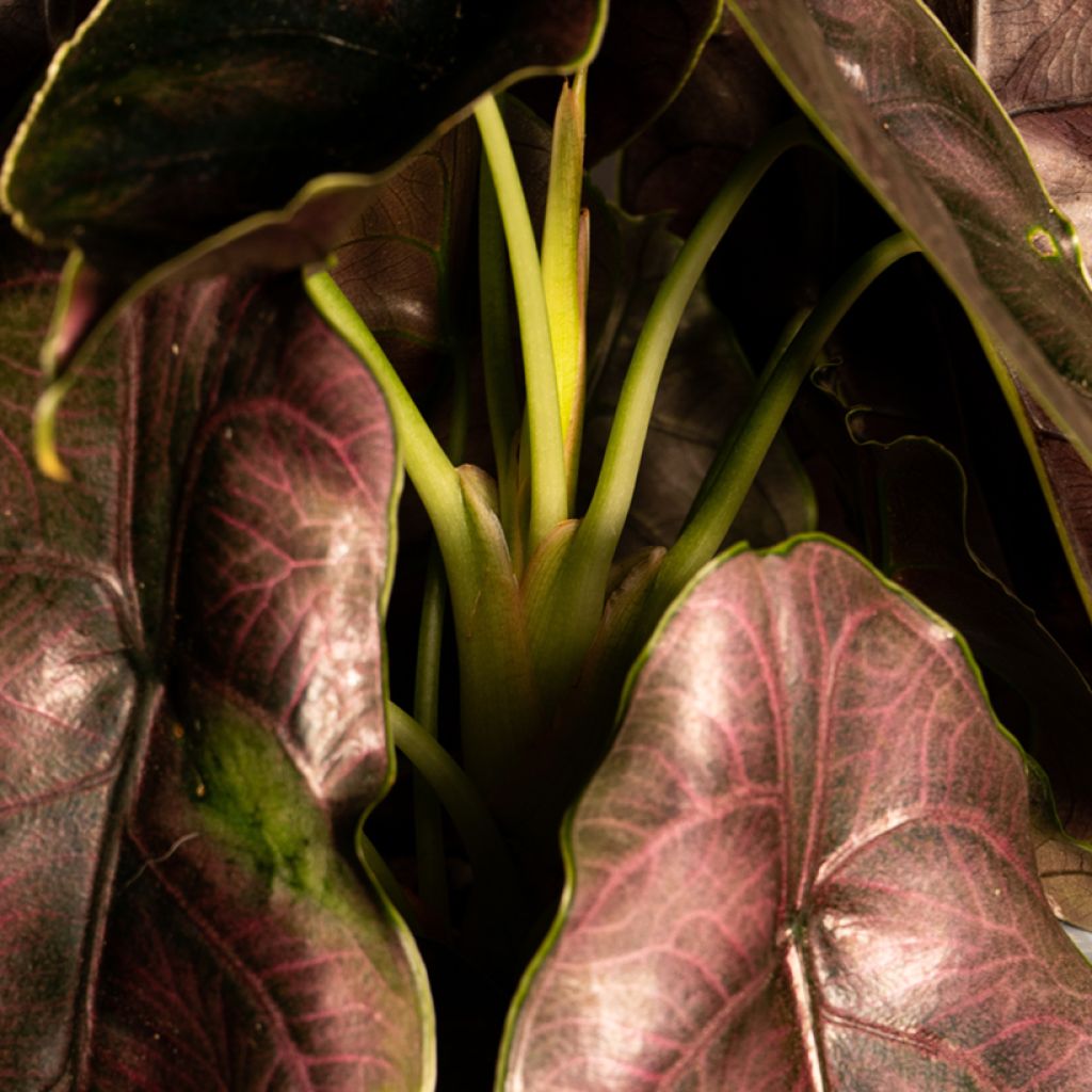 Alocasia azlanii - Oreja de elefante