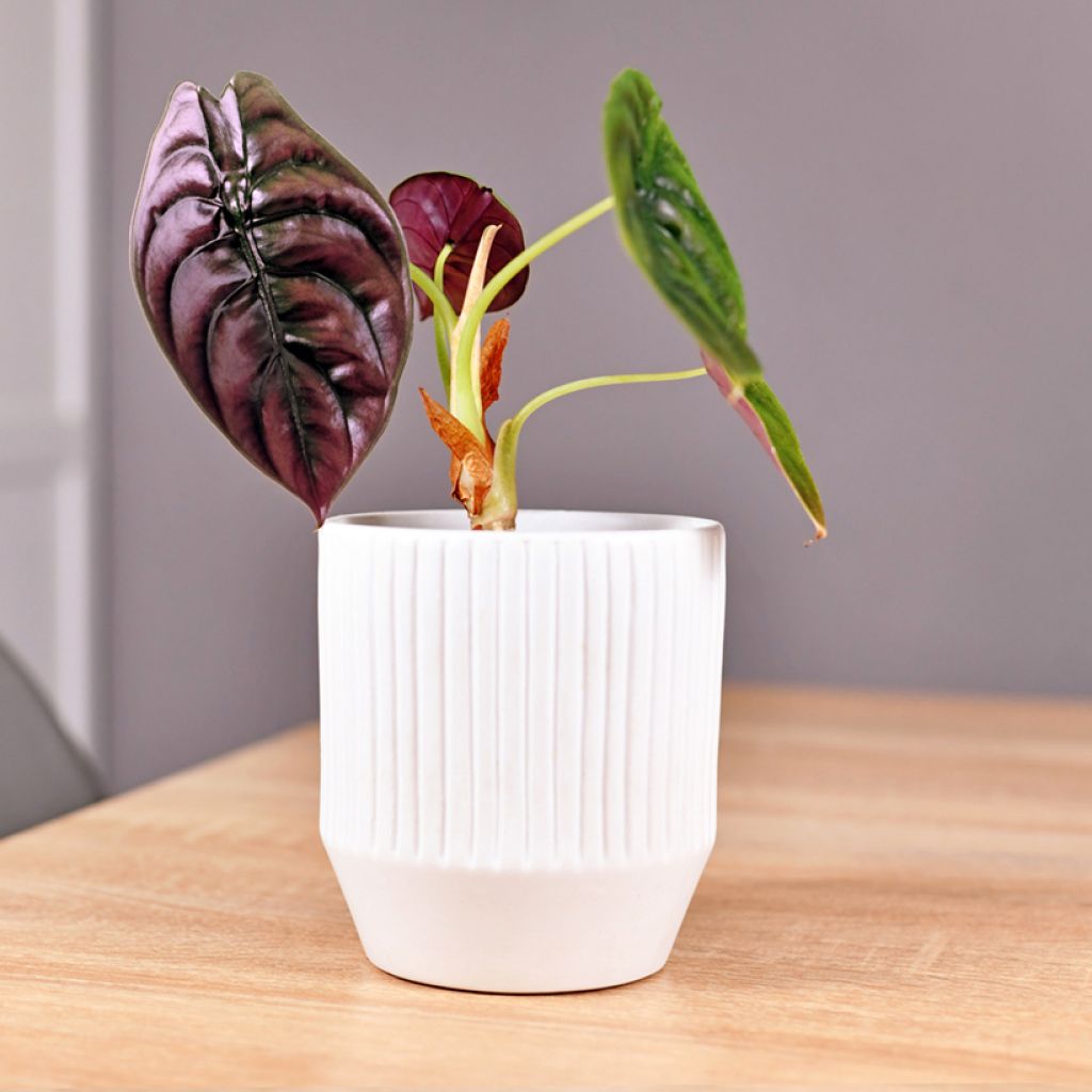 Alocasia azlanii - Oreja de elefante