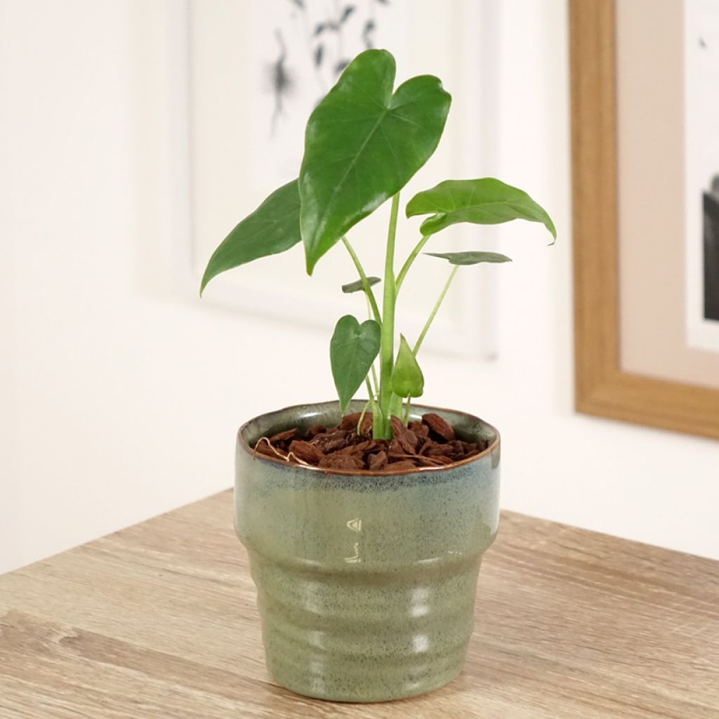 Alocasia gageana California - Elephant ear