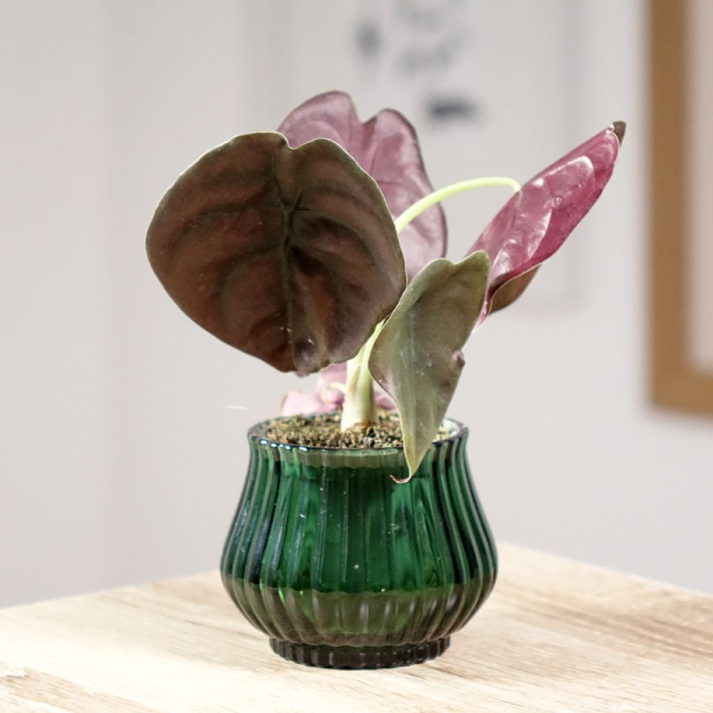 Alocasia cuprea Red - Elephant ear