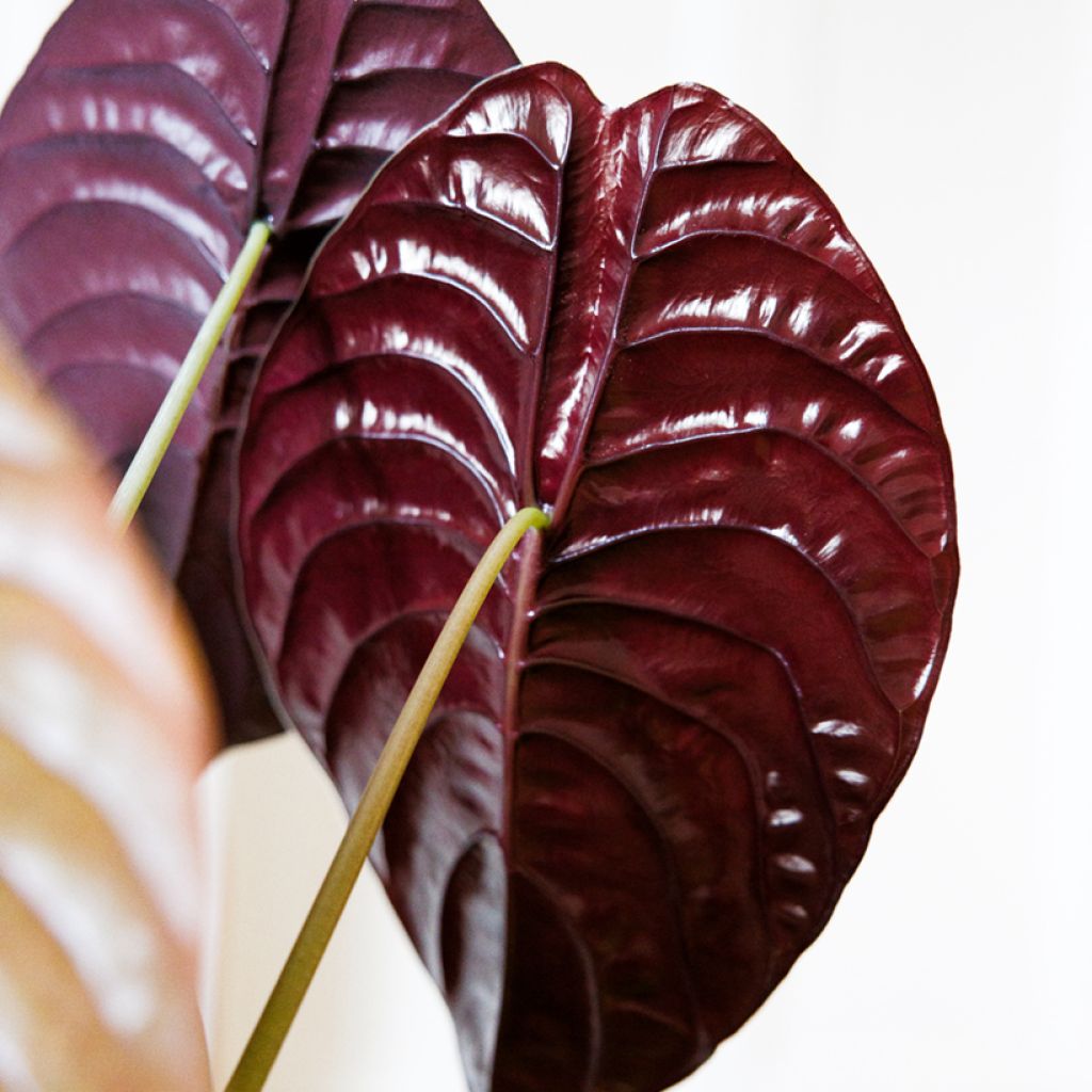 Alocasia cuprea Red - Elephant ear