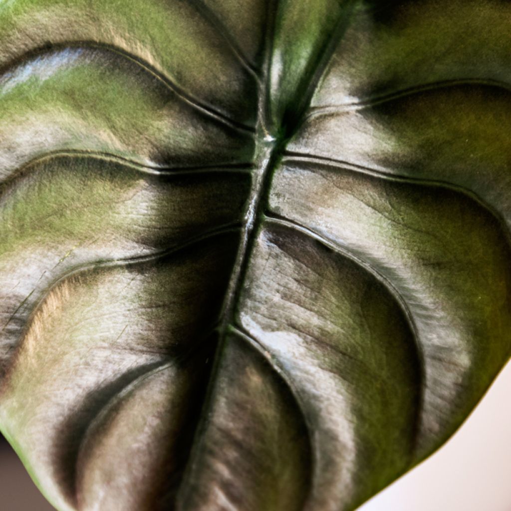 Alocasia cuprea Red - Elephant ear