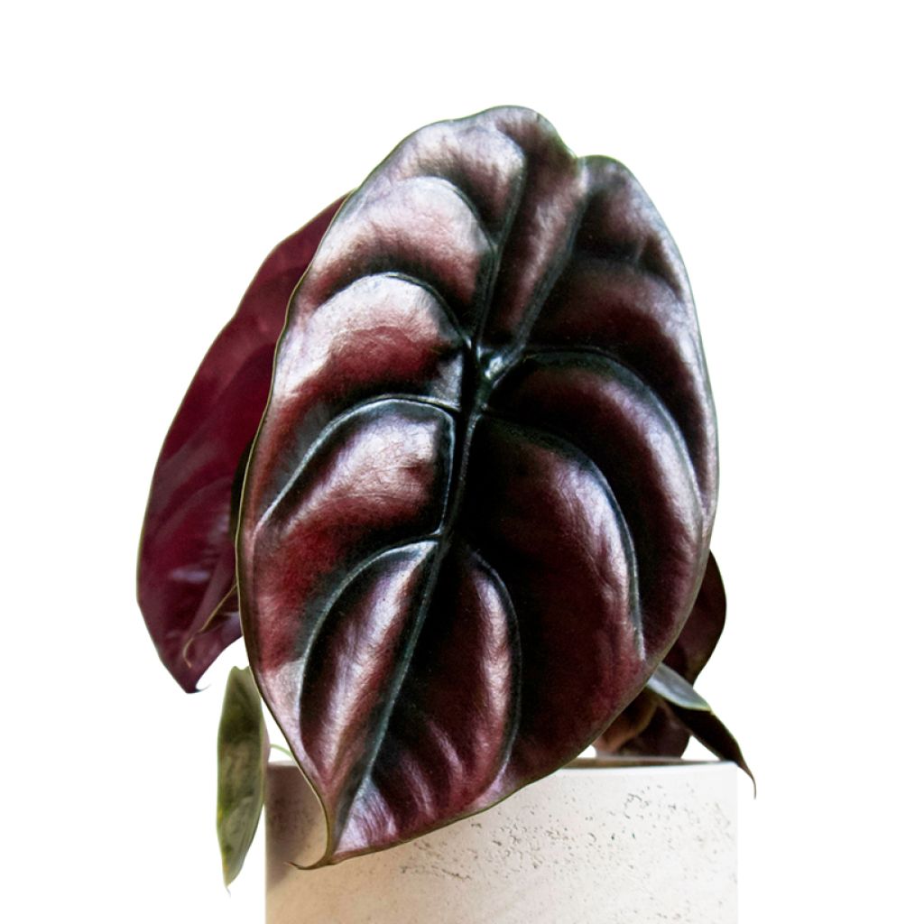 Alocasia cuprea Red - Elephant ear