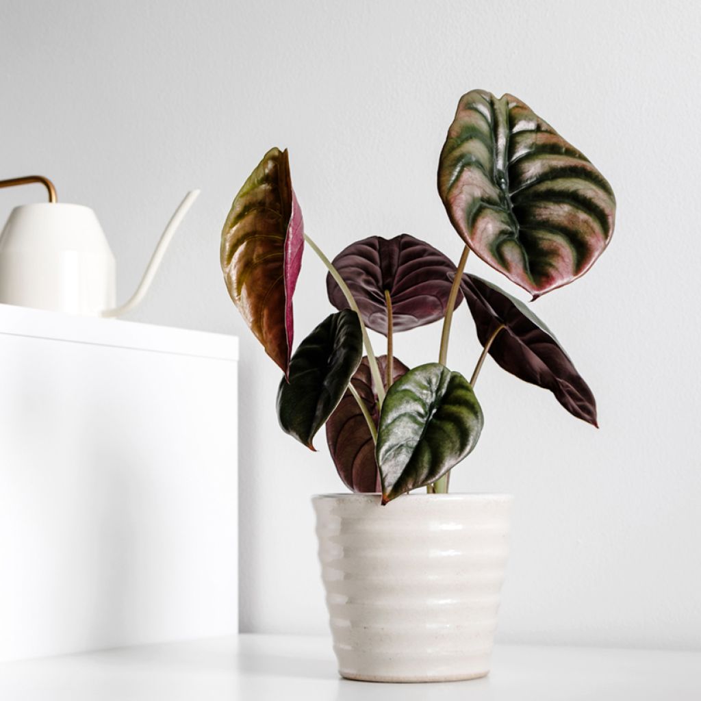 Alocasia cuprea Red - Elephant ear