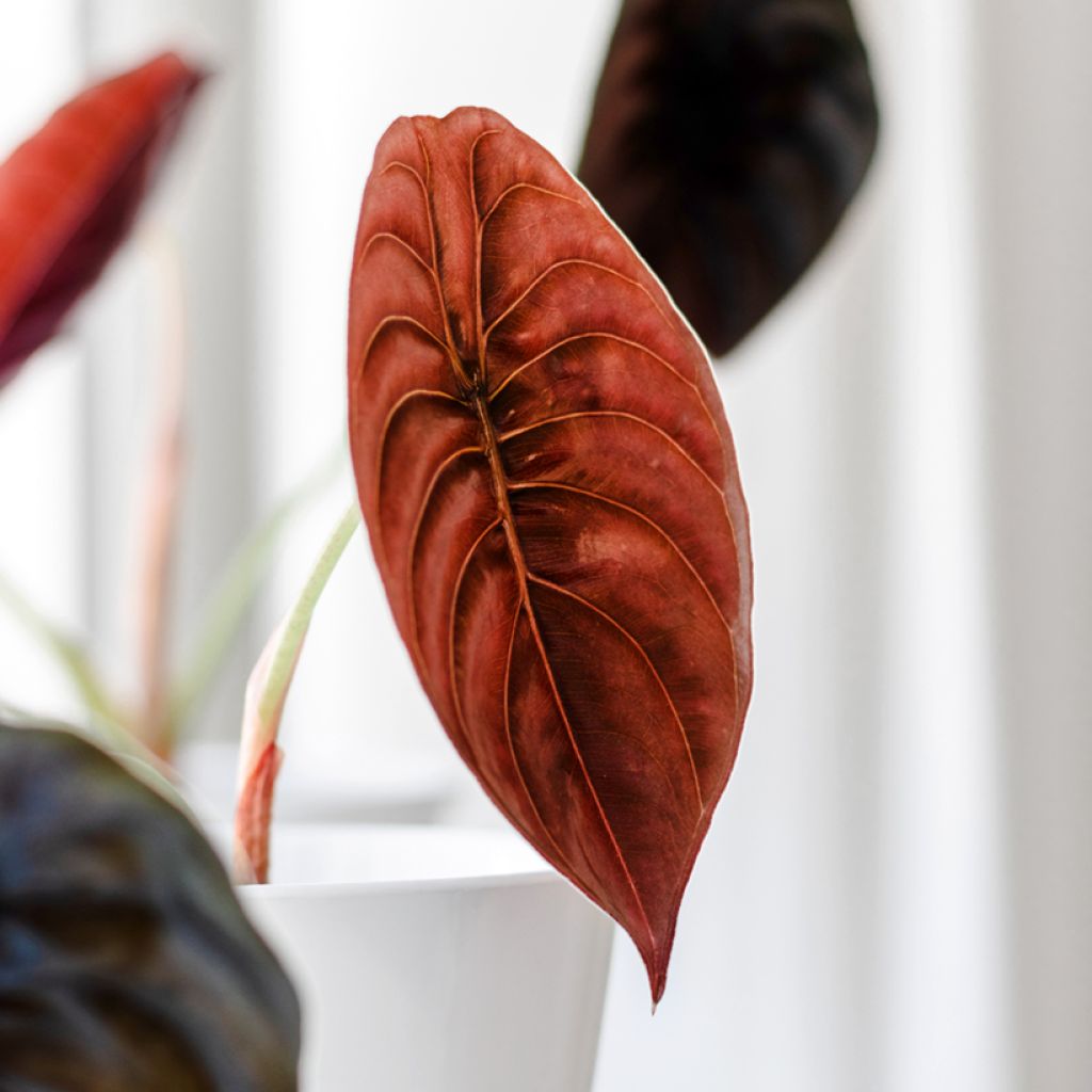 Alocasia cuprea Red - Elephant ear