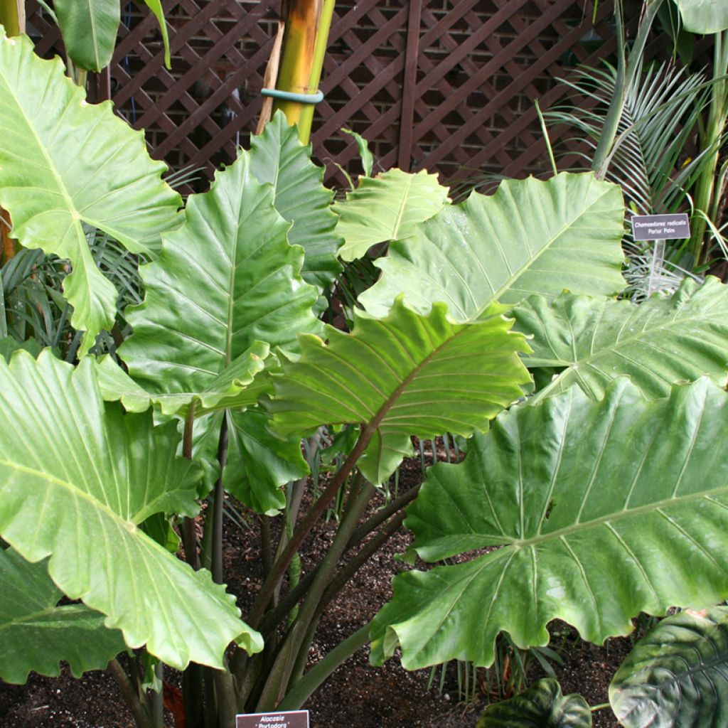 Alocasia Portodora - Elephant's ears plant