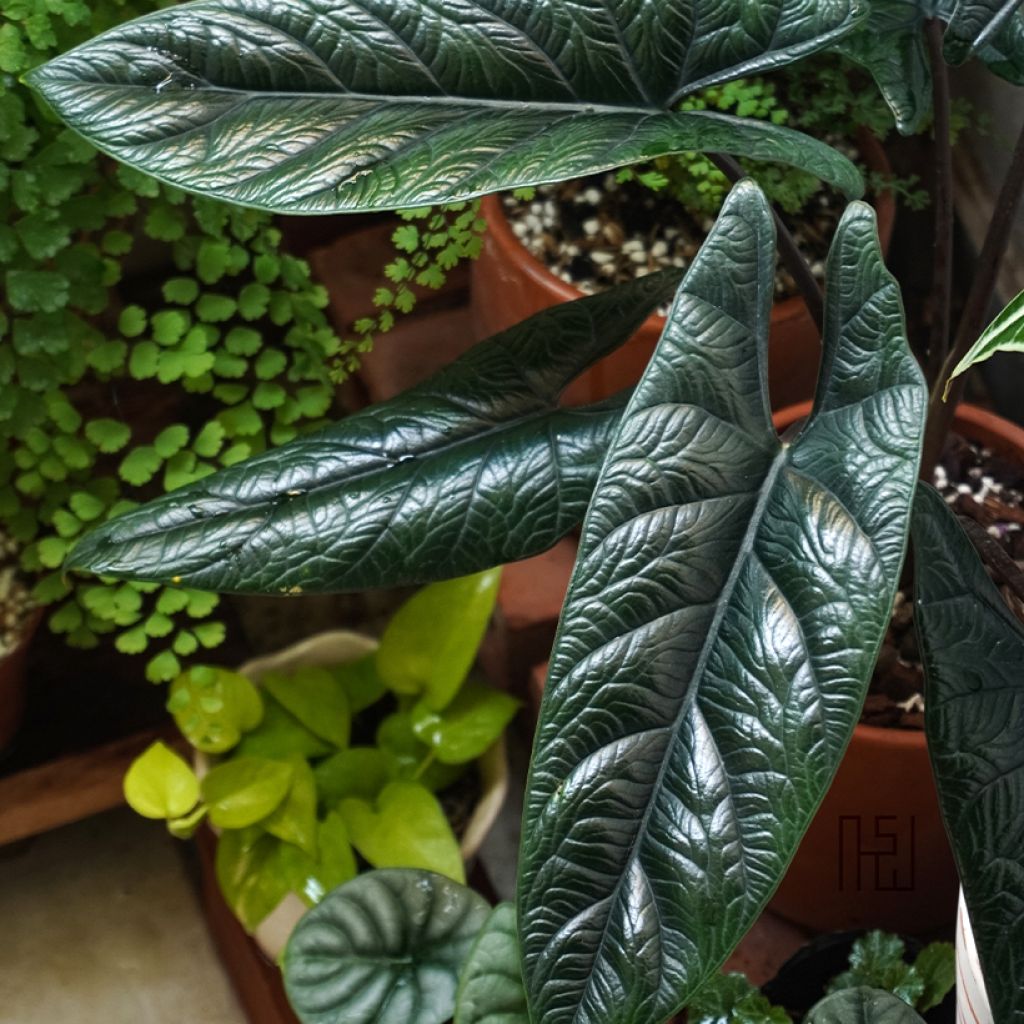 Alocasia scalprum - Oreja de elefante