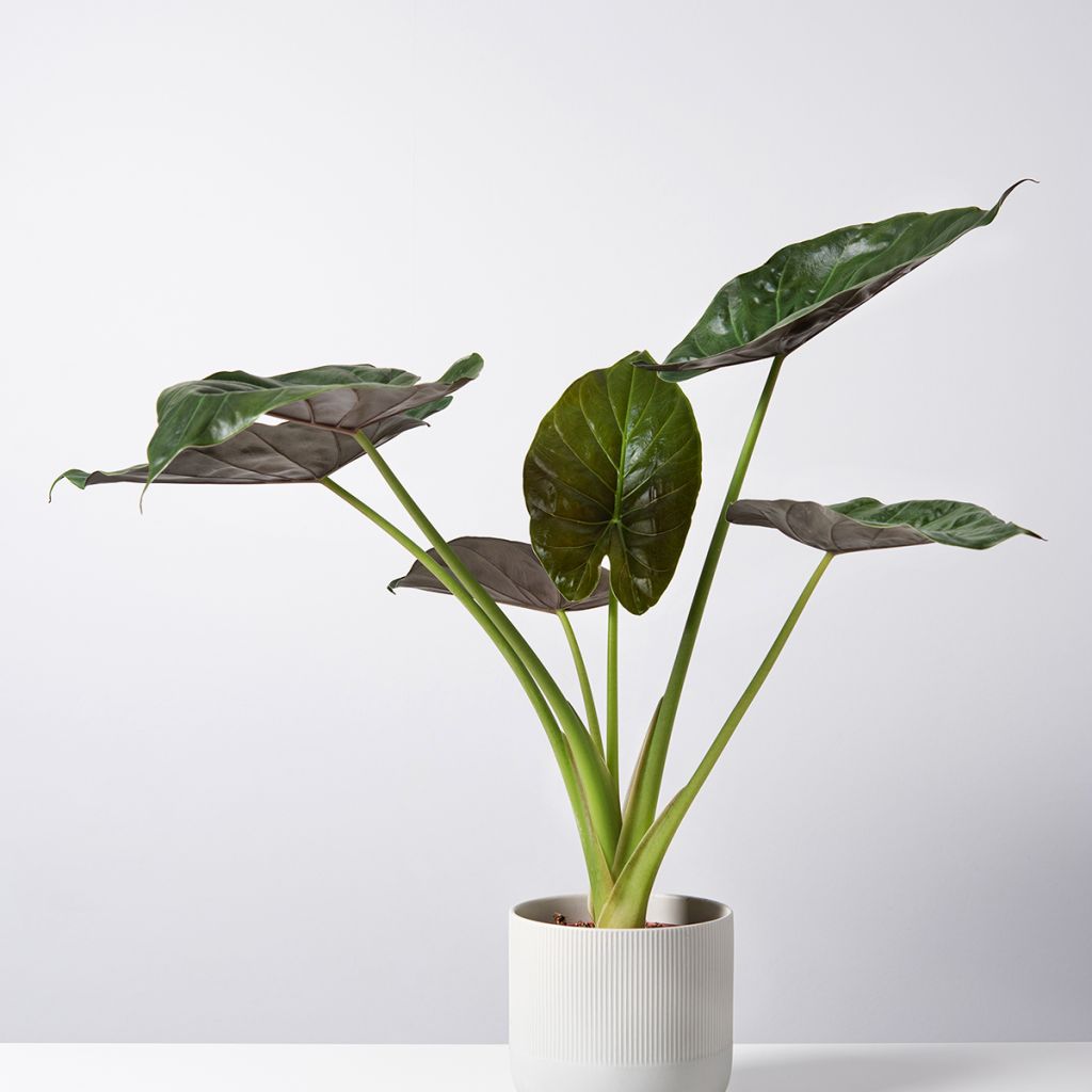 Alocasia Williams - Elephant's ears plant