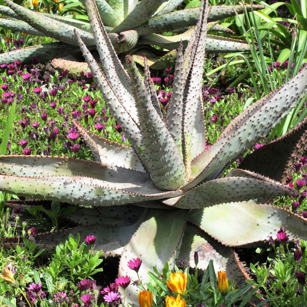 Aloe marlothii - Mountain aloe