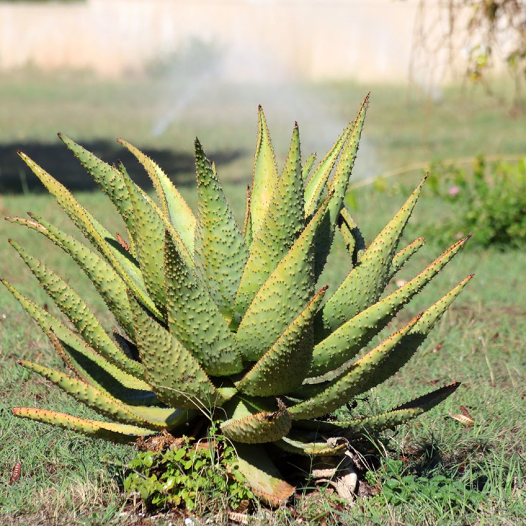 Aloe marlothii - Mountain aloe