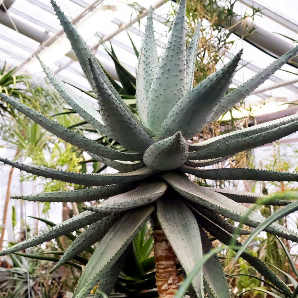 Aloe marlothii - Mountain aloe
