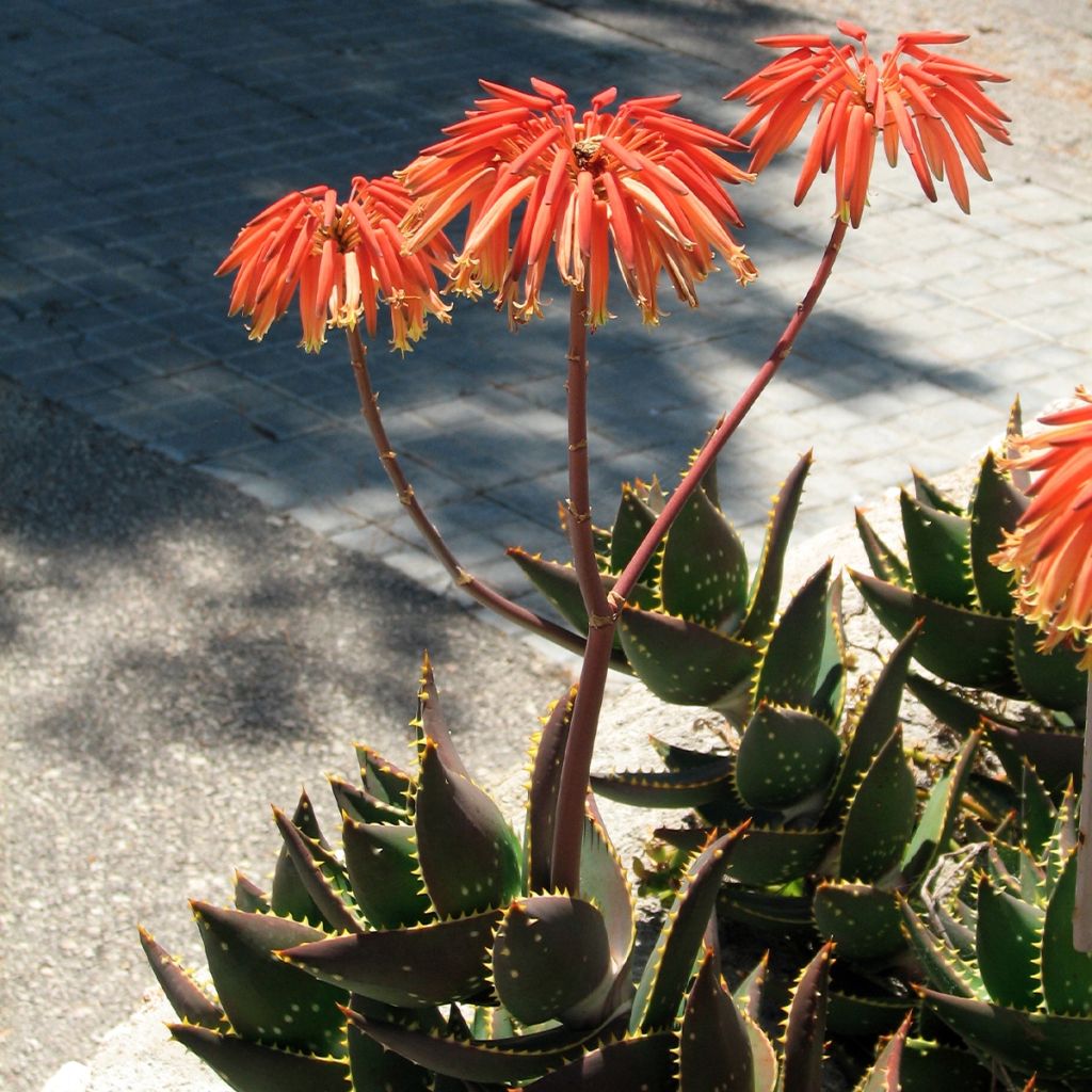 Aloe perfoliata (mitriformis)