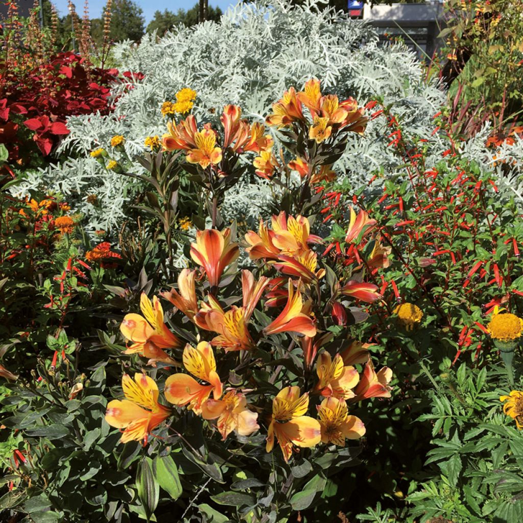 Alstroemeria Summer Breeze - Peruvian lily