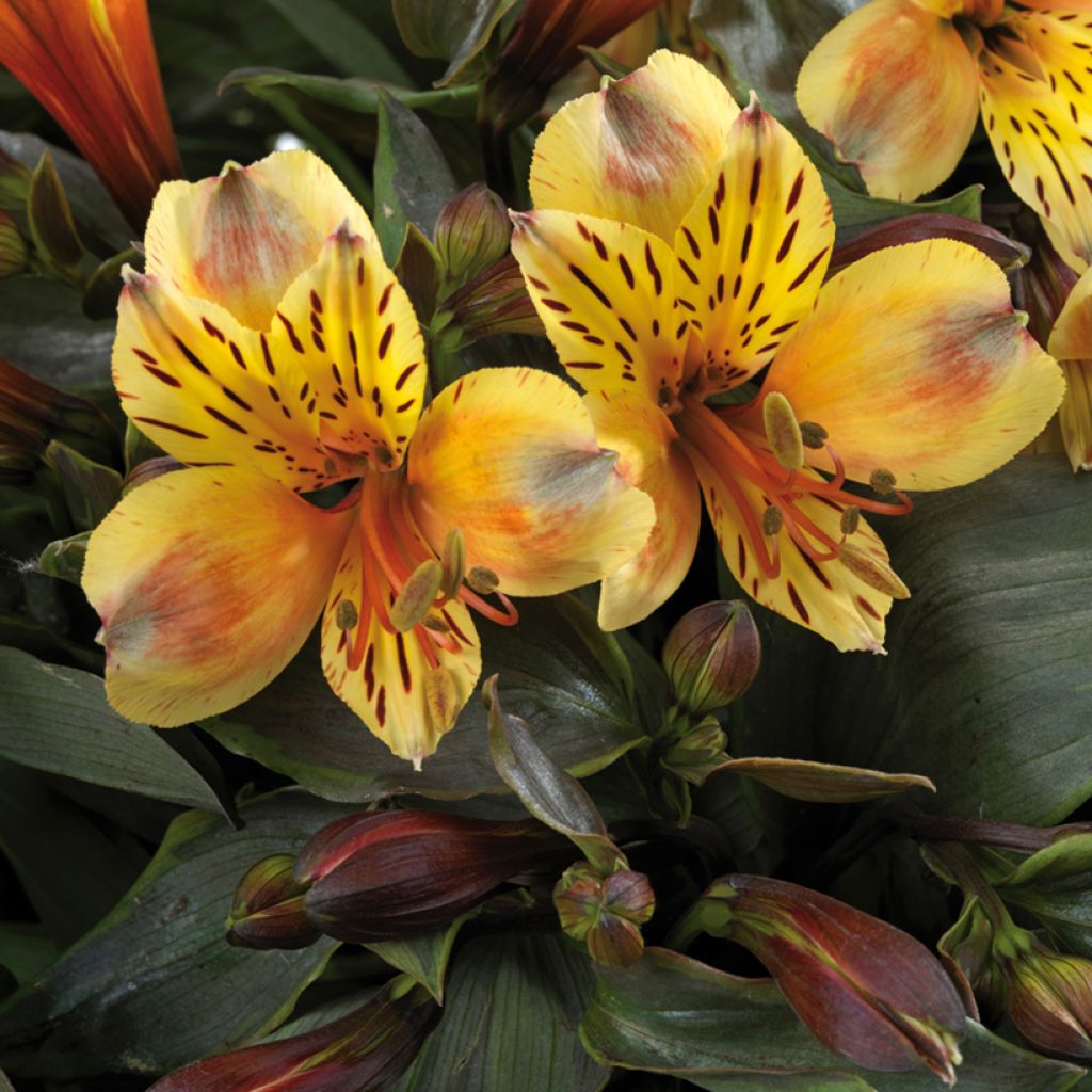 Alstroemeria Summer Breeze - Peruvian lily