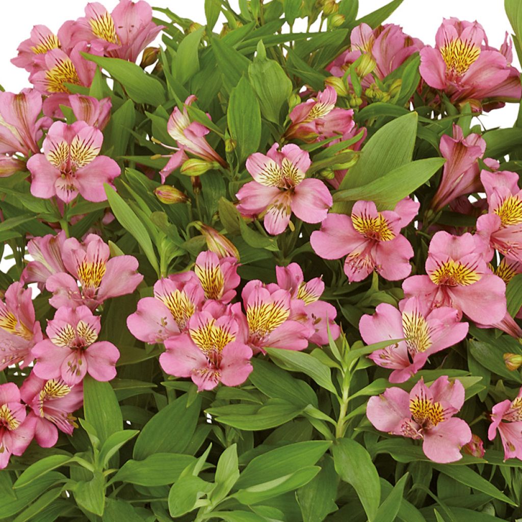 Alstroemeria Summer Rose - Peruvian lily