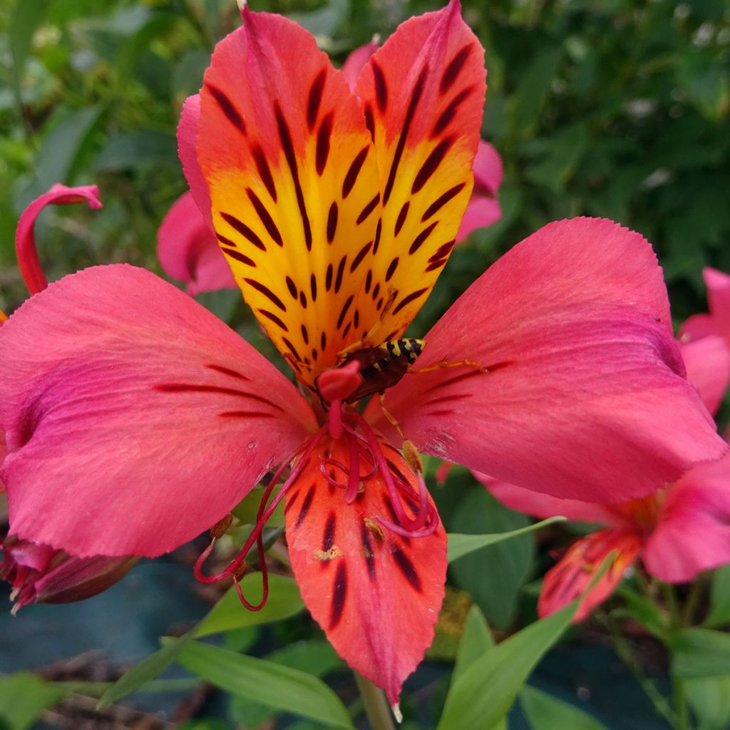 Alstroemeria Majestic Marcé
