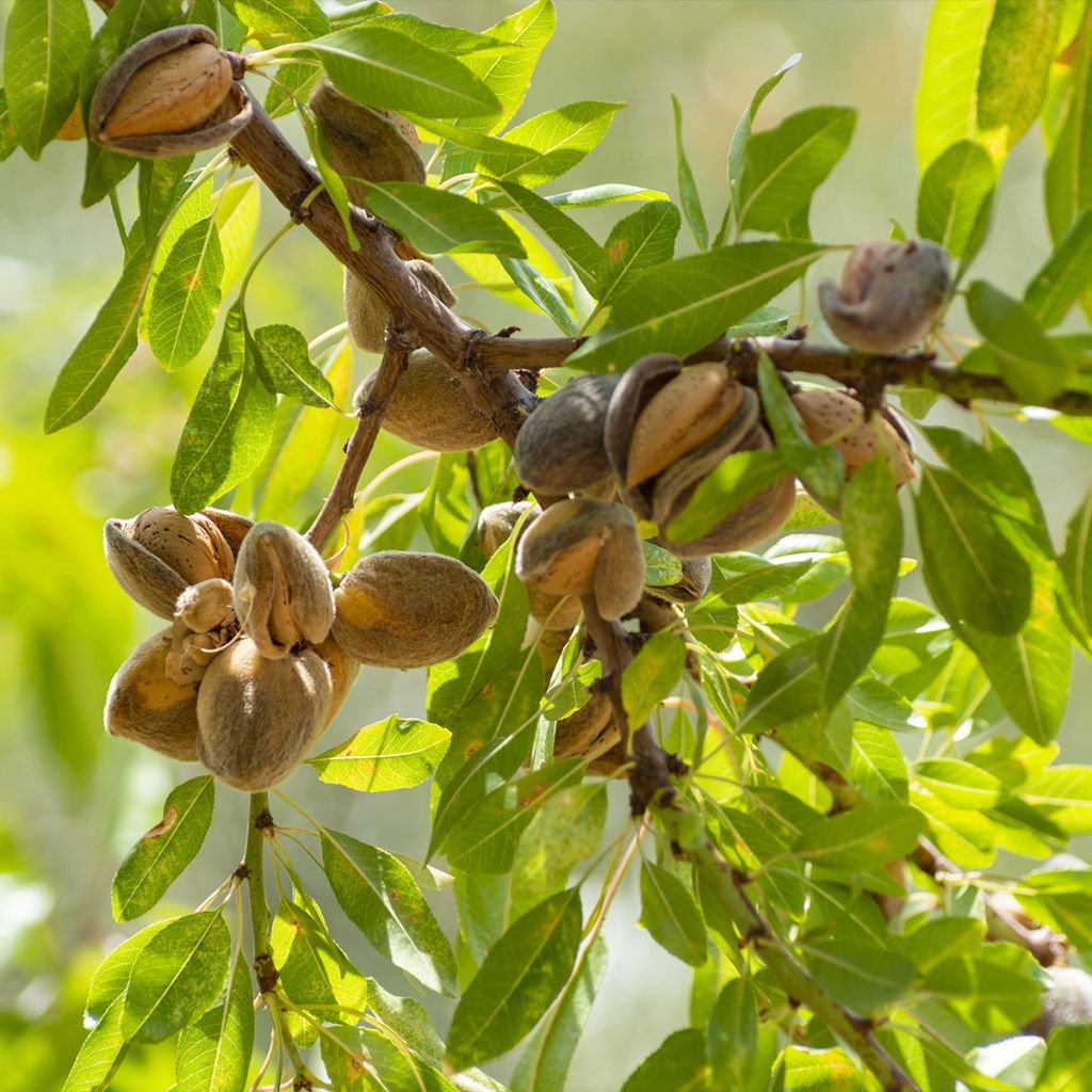 Common Almond Tree - Prunus dulcis