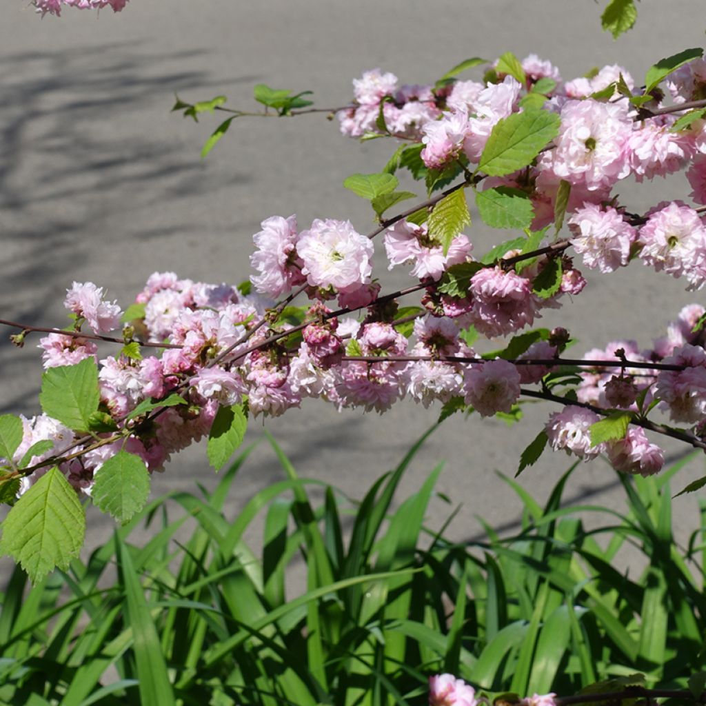 Prunus triloba Multiplex - Flowering Almond