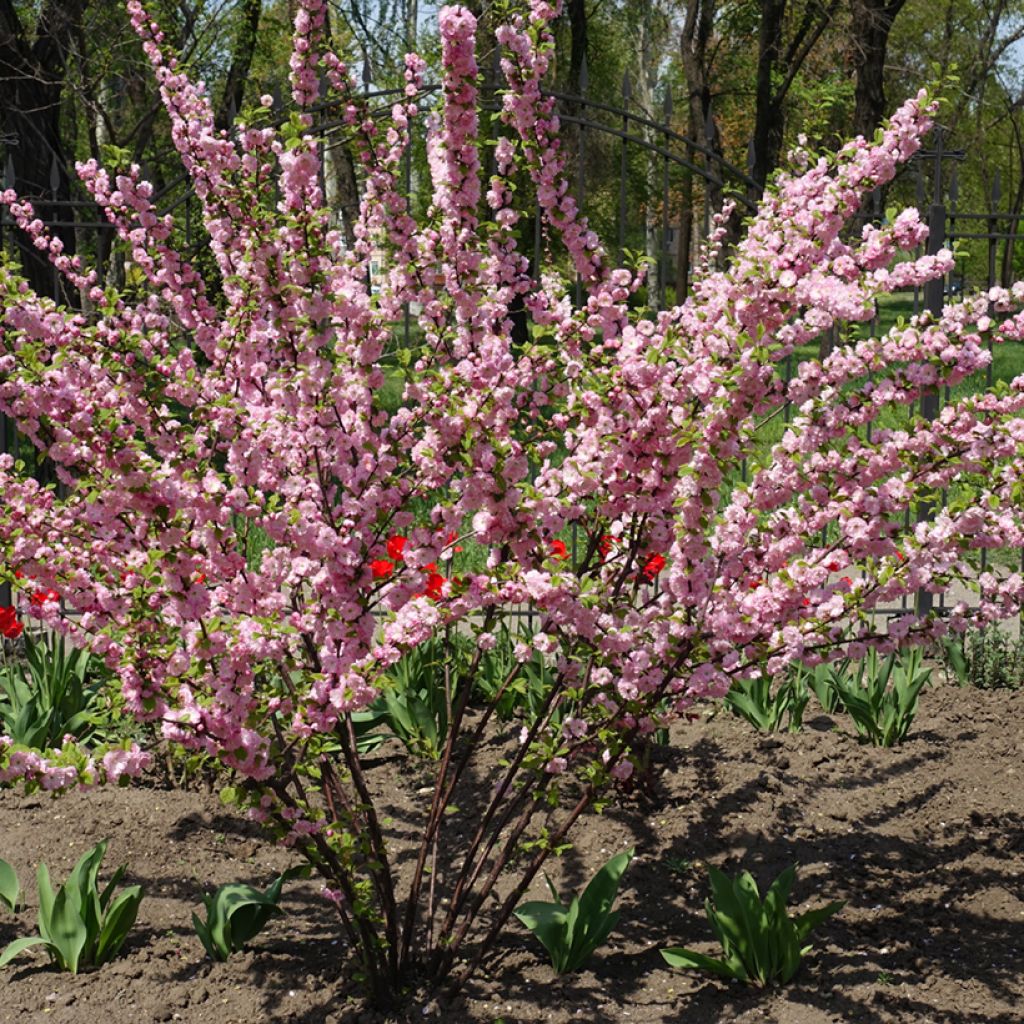 Prunus triloba Multiplex - Flowering Almond