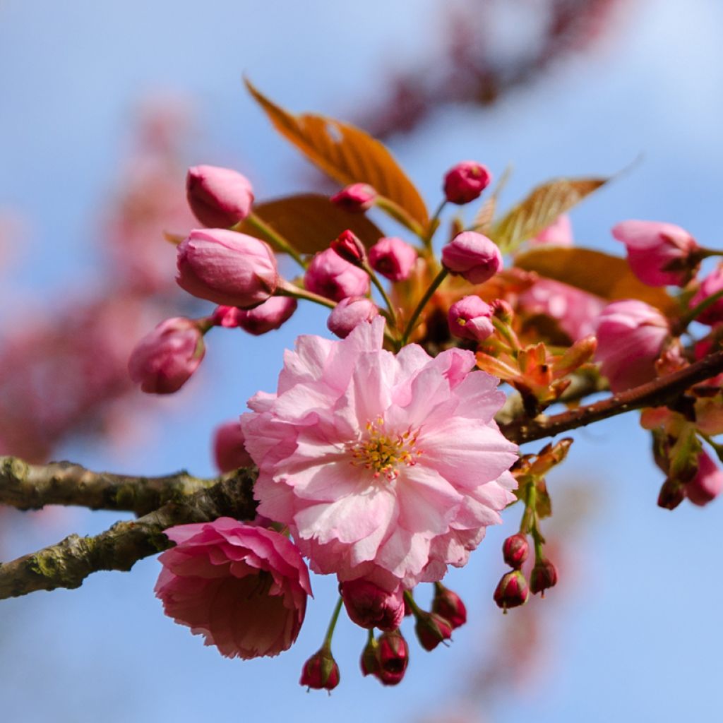 Prunus triloba Multiplex - Flowering Almond