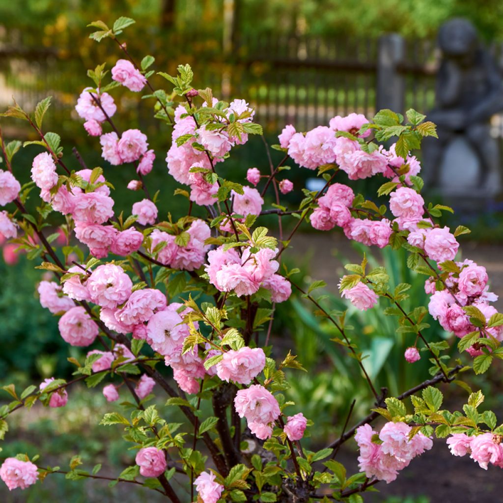 Prunus triloba - Flowering Almond