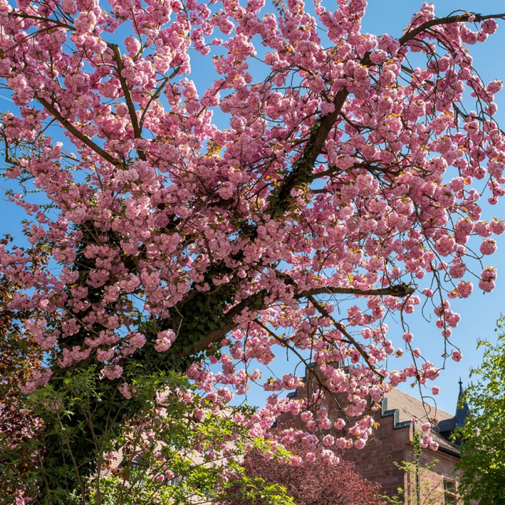 Prunus triloba - Flowering Almond