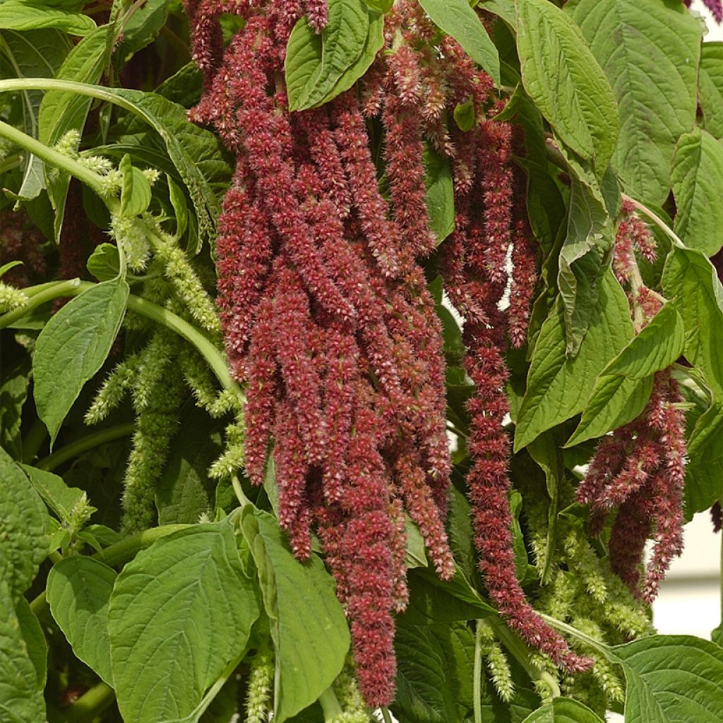 Amaranthus caudatus Coral Fountain