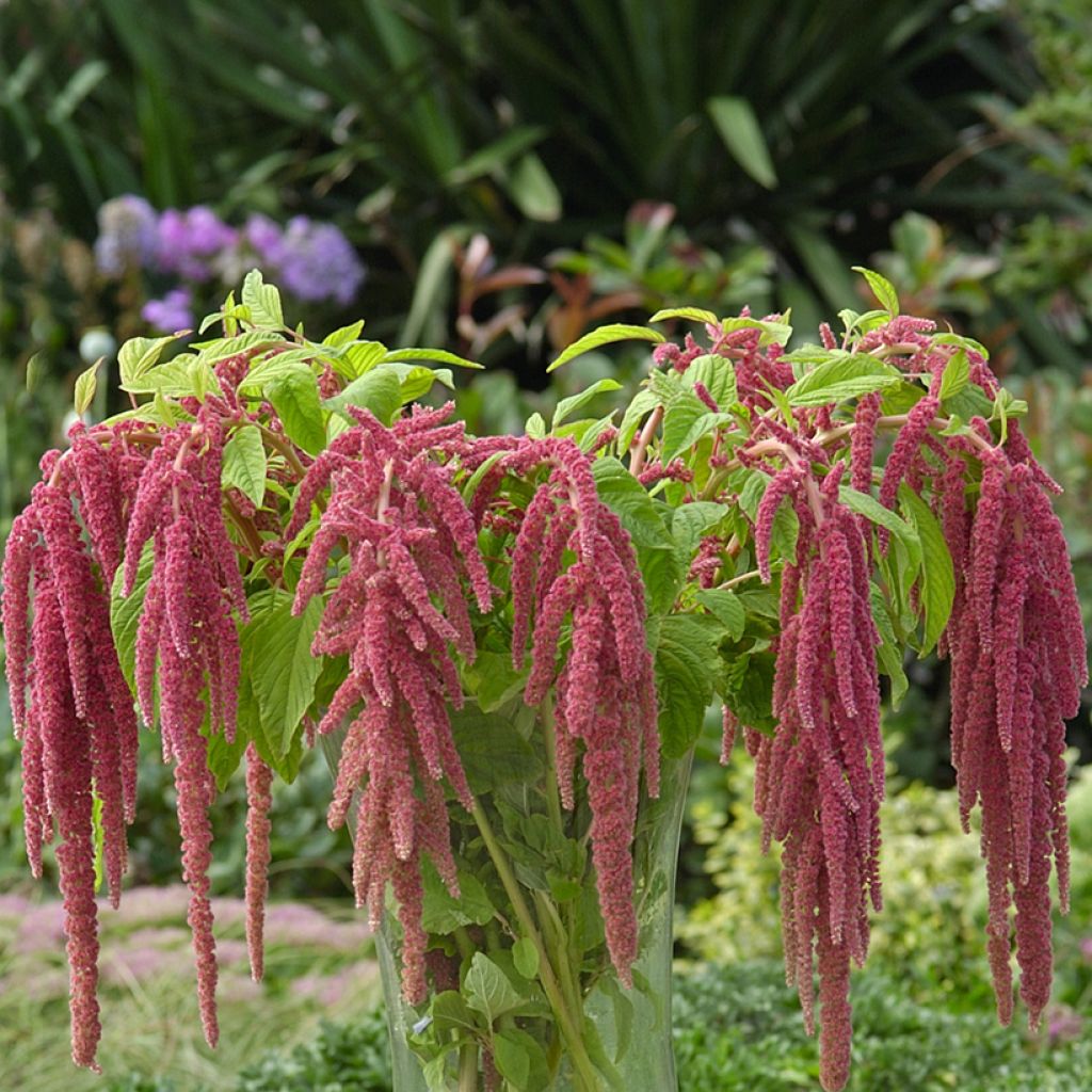 Amaranthus caudatus Coral Fountain