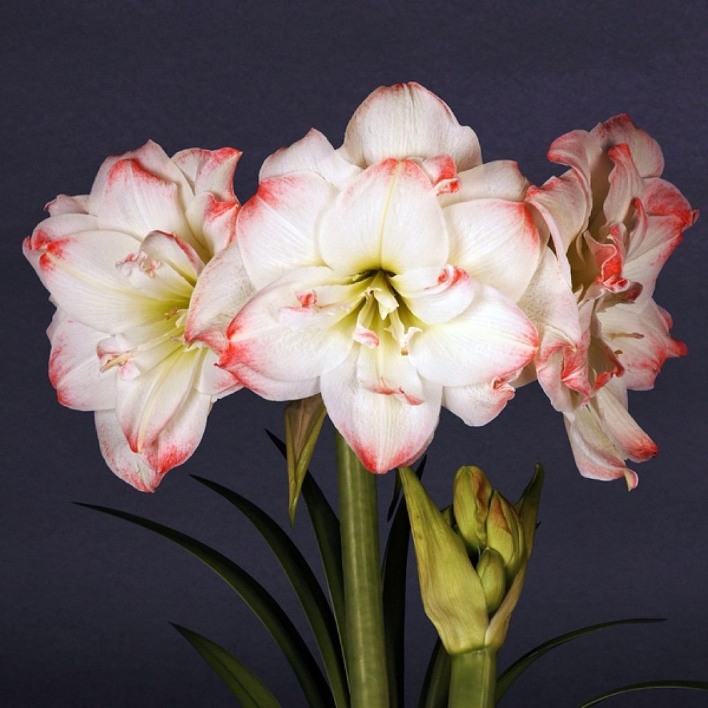 Hippeastrum Amadeus Candy - Amaryllis