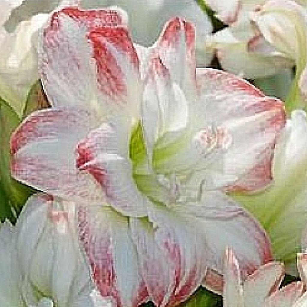 Hippeastrum Amadeus Candy - Amaryllis