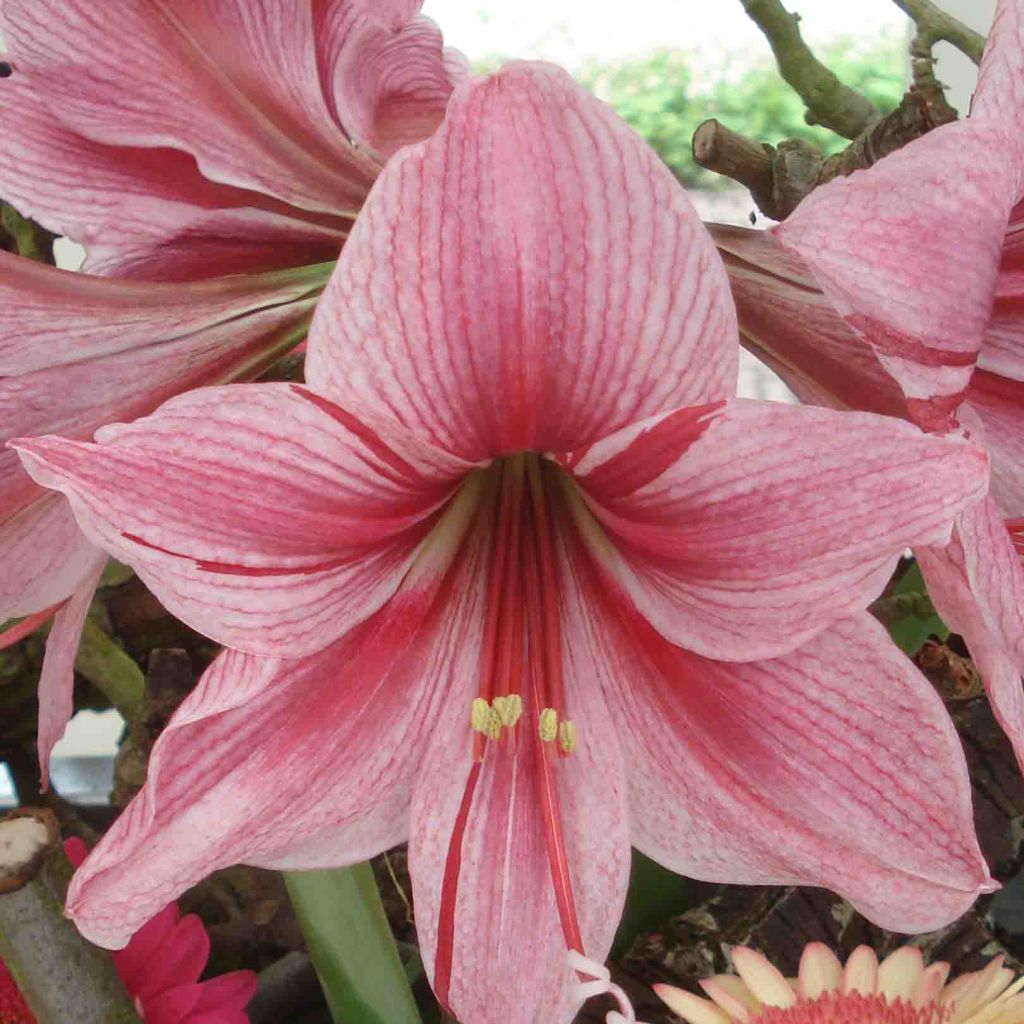 Hippeastrum Gervase - Amaryllis