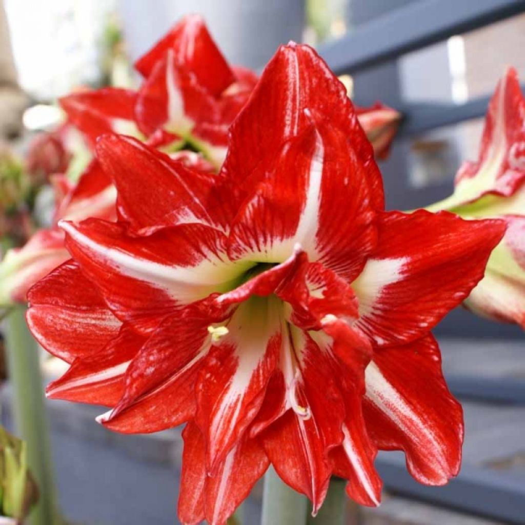 Amaryllis Pasadena