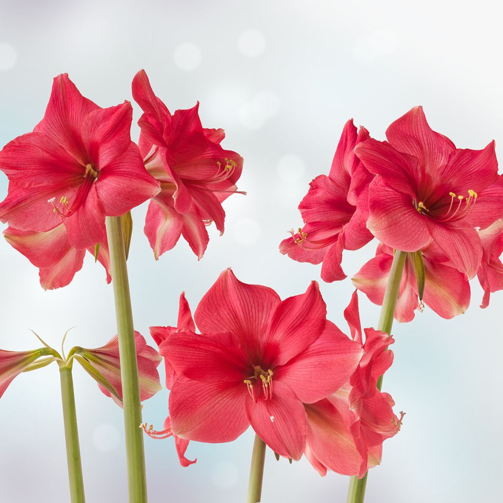 Hippeastrum Pink Surprise - Amaryllis